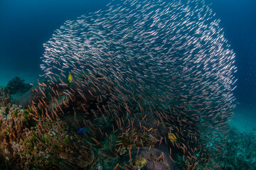 Fototapeta na wymiar Sea life in Thailand 