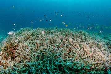 Fototapeta na wymiar Sea life in Thailand 