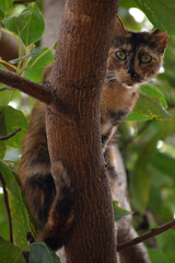 gatita en &aacute;rbol