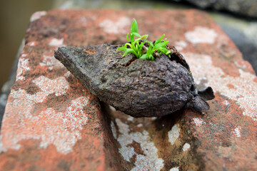guayaba en germinaci&oacute;n