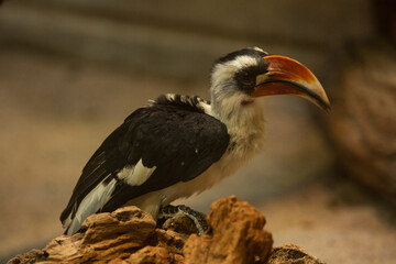 Von der Decken's hornbill (Tockus deckeni).