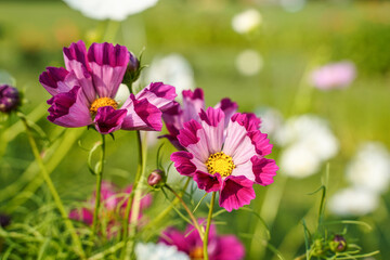 Two toned seashell cosmos flowers growing outdoors. Flower garden in Western Pennsylvania.