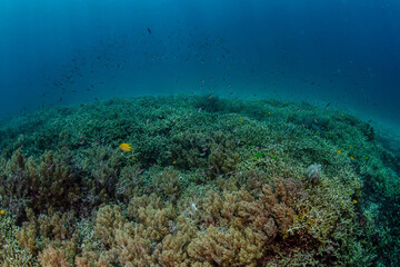 Obraz na płótnie Canvas Diving in the Thailand ocean