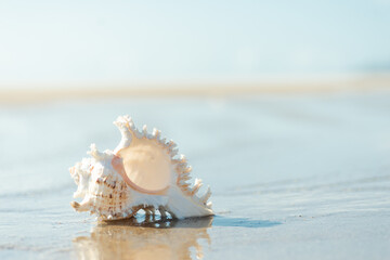 Obraz na płótnie Canvas 砂浜と貝殻