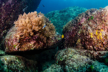 Fototapeta na wymiar Scuba Diving in the Thailand sea 