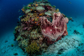 Scuba Diving in the Thailand sea 