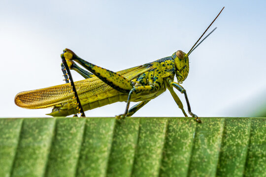Close-up Of Grasshopper On Banana Leave