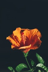 Beautiful of hibiscus orange tropical flowers and green leaves