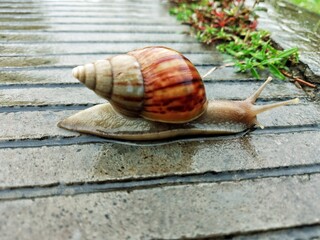 snail on a leaf