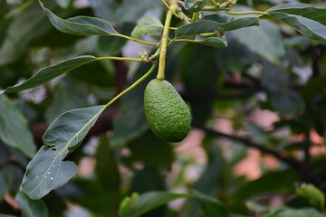 aguacate solitario