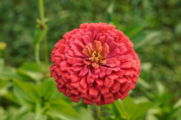 Large coral, salmon, colored zinnia flower growing outdoors. Single flower.