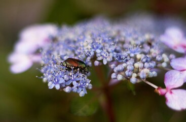 Small insect on a flower
