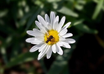 white daisy flower with a bee