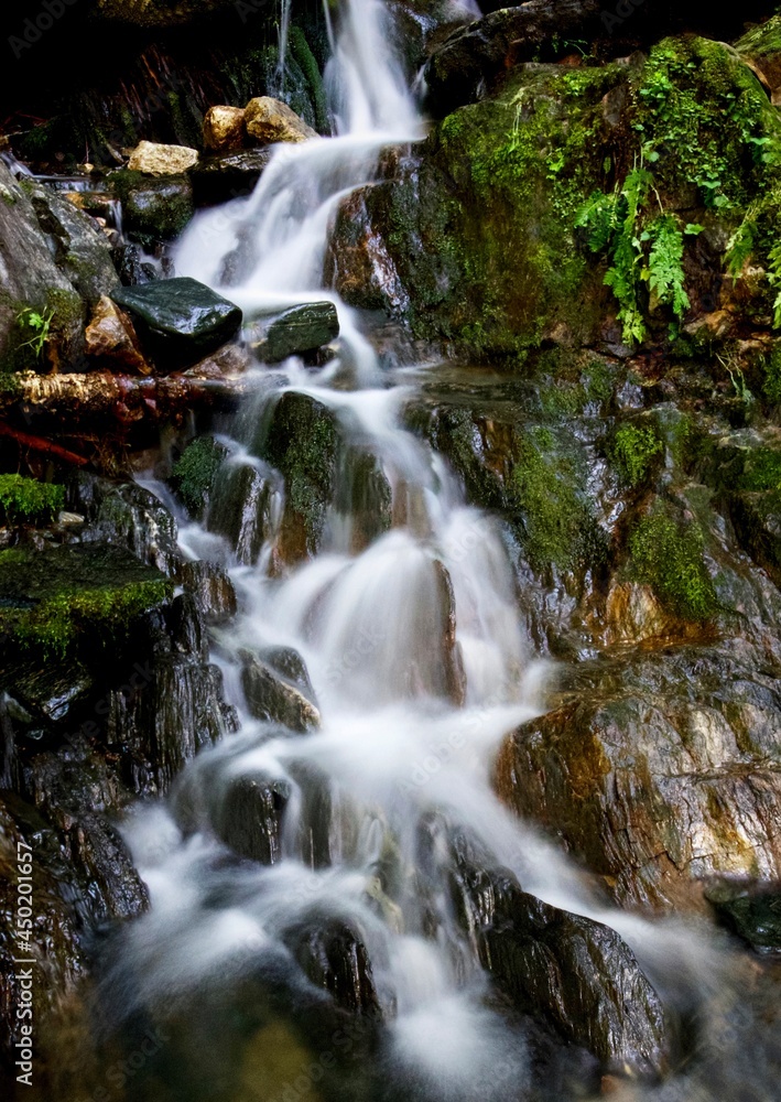 Wall mural waterfall in the forest