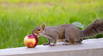 squirrel in the park