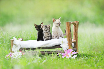Caminha de gatos.