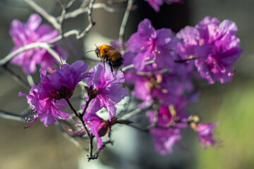 bumblebee flies past rhododendron flowers