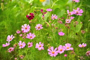 あぜ道に咲くきれいな野花