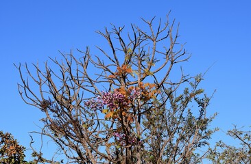 flora no Cerrado