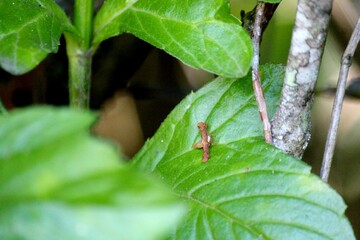 inseto mariposa - tetanolita sp.