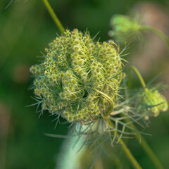 close up of a flower