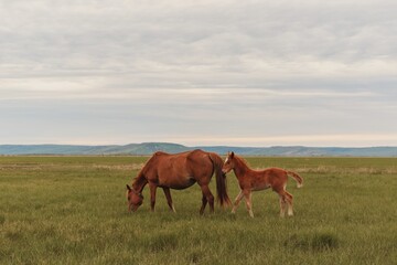 Fototapeta na wymiar young brown horse and her foal in a pasture, meadow. 