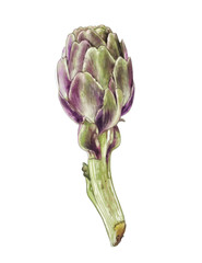 Illustration of digital watercolor drawing of artichoke fruit with details on a white isolated layer. High quality illustration
