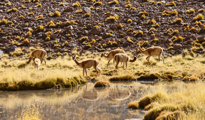 Vicuña on the altiplano, Atacama Desert, Chile