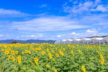 Fototapeta na wymiar ひまわり畑とビニールハウス　山口県下関市　Vinyl house and sunflower field Yamaguchi-ken Shimonoseki city