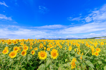 夏空とひまわり畑　山口県下関市　Summer sky and sunflower field Yamaguchi-ken...