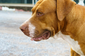 The side face of the brown dog was looking forward with a stillness.Mixed breed between Thai and Pitbull dogs