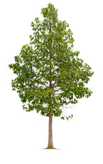 green tree model isolated on white