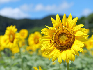 ひまわりの花と青空
