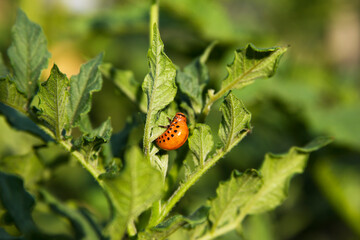 Colorado Potato beetle larvae eating leaf of the plant. Green blurred agricultural background