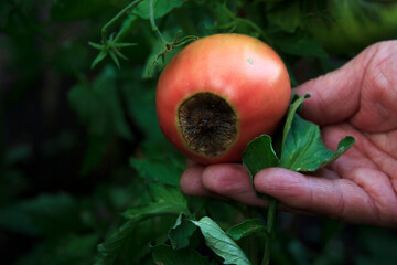 Disease of tomatoes. Blossom end rot on the fruit. Damaged red tomato in the farmer hand - obrazy, fototapety, plakaty