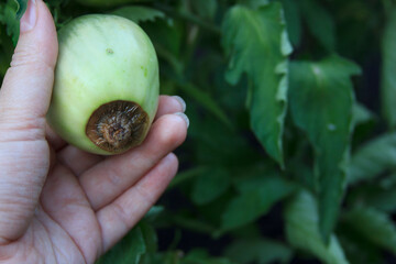 Tomatoes and Diseases. Blossom end rot. Unripe green damaged tomato in the woman hand