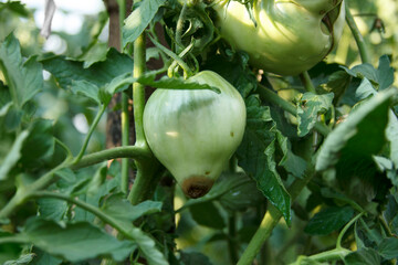 Blossom end rot. Damaged fruit on the bush. Disease of tomatoes. The green tomato close-up