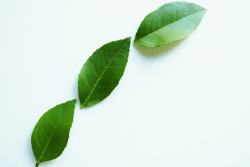 癒しの緑　ライムの葉　背景　イメージ
