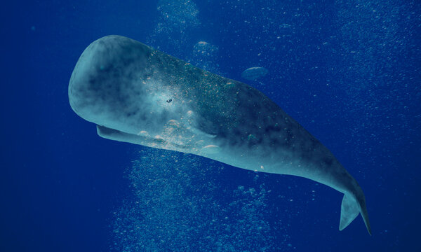 Great Sperm Whale
