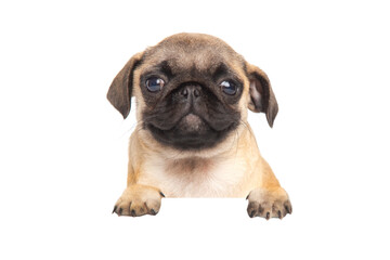 cute puppy Pug Dog with blank billboard. Dog over a banner or sign isolated. Portrait of a pug on a white background close up