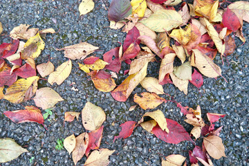 紅葉した落ち葉