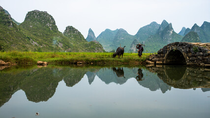 GUILIN, CHINA - SEPT 20, 2017: A farmer walks his buffalo home after a day’s work in Huixiang, a...
