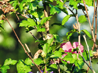 Hummingbird Near Flower: A ruby-throated hummingbird perched and almost hiding in a hibiscus flower bush soaking in the sunshine