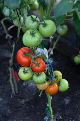 A branch with tomatoes in a greenhouse.Ripe and unripe tomatoes are hanging on a branch.Growing tomatoes in a greenhouse.Large tomato fruits are tied with ropes to the stem, because they are heavy.