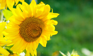 Sunflowers. Sunflowers in the rays. The heart of the sunflower. Close up of sunflowers.