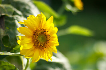 Sunflowers. Sunflowers in the rays. Close up of sunflowers.