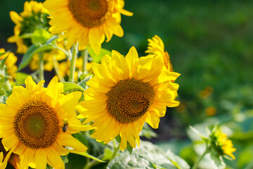 Sunflowers. Sunflowers in the rays. The heart of the sunflower. Bouquet of sunflowers