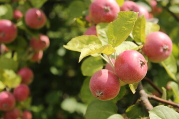 close-up of red apples on apple tree branch