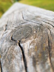 Texture of old white wood log