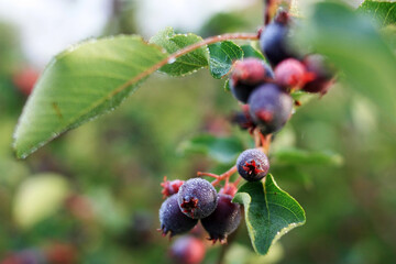 Black berries on a branch covered with dew drops